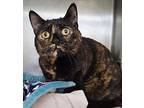 Miso, Domestic Shorthair For Adoption In Staten Island, New York