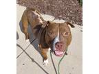 Kane, American Pit Bull Terrier For Adoption In Bingham Farms, Michigan