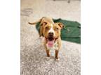 Bacon Cheeseburger, American Pit Bull Terrier For Adoption In Sterling Heights