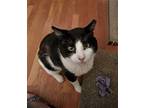 Spartacus, Domestic Shorthair For Adoption In Trenton, New Jersey