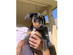 Paco, Doberman Pinscher For Adoption In Royse City, Texas