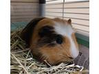 Shane, Guinea Pig For Adoption In Vancouver, Washington