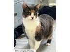 Fiona, American Shorthair For Adoption In Westwood, New Jersey