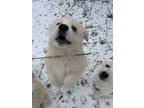 Chestnut, Labrador Retriever For Adoption In Spruce Grove, Alberta