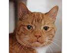 Percy, Domestic Shorthair For Adoption In Hilliard, Ohio