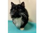 River, Domestic Longhair For Adoption In Woodinville, Washington