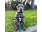 Hank, American Pit Bull Terrier For Adoption In Woodinville, Washington