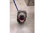 Janis, American Pit Bull Terrier For Adoption In Valley View, Ohio