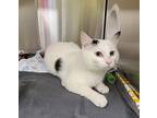 Koa, Domestic Shorthair For Adoption In Dickson, Tennessee