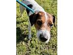 Cookie, Jack Russell Terrier For Adoption In Newport, North Carolina