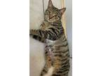 Jersey, Domestic Shorthair For Adoption In New York, New York