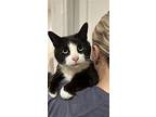 Cowgirl Is Your Best Friend, Domestic Shorthair For Adoption In Brooklyn
