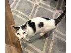 Molly Is A Mush!, Domestic Shorthair For Adoption In Brooklyn, New York