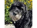 Reggie Jackson, Schnauzer (giant) For Adoption In Walnut Creek, California