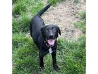 Morgin, Labrador Retriever For Adoption In Batavia, Ohio