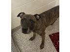 George, American Pit Bull Terrier For Adoption In Springdale, Arkansas