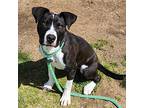 Paisley, American Pit Bull Terrier For Adoption In Springdale, Arkansas