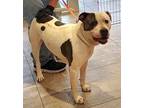 Linus, American Pit Bull Terrier For Adoption In Springdale, Arkansas