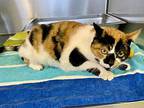 Minmin, Domestic Shorthair For Adoption In Cornwall, Ontario