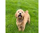 Goldendoodle Puppy for sale in Spencerville, IN, USA