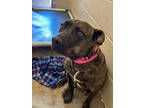 Loves, American Pit Bull Terrier For Adoption In Espanola, New Mexico
