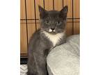 Dusty, Domestic Shorthair For Adoption In Flushing, New York