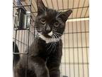 Bly, Domestic Shorthair For Adoption In Candler, North Carolina