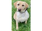 Lianna, Labrador Retriever For Adoption In Chester Springs, Pennsylvania