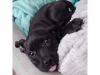 Labrador Retriever Puppy for sale in Southampton, PA, USA