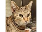 Hula, Domestic Shorthair For Adoption In Greenfield, Indiana