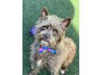 Apricot, Terrier (unknown Type, Small) For Adoption In Sacramento, California