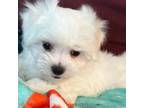 Maltese Puppy for sale in Southaven, MS, USA