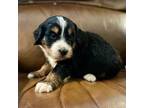Mutt Puppy for sale in Magee, MS, USA