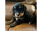 Mutt Puppy for sale in Magee, MS, USA