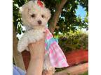 Maltipoo Puppy for sale in Palmdale, CA, USA