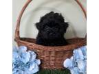 Cavapoo Puppy for sale in North Canton, OH, USA
