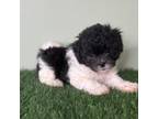 Shih-Poo Puppy for sale in North Canton, OH, USA