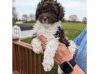 Poodle (Toy) Puppy for sale in Dorr, MI, USA
