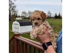 Poodle (Toy) Puppy for sale in Dorr, MI, USA