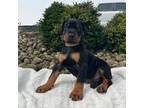 Doberman Pinscher Puppy for sale in Dundee, OH, USA