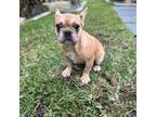 French Bulldog Puppy for sale in Tamarac, FL, USA