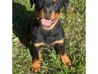 Rottweiler Puppy for sale in Warm Springs, AR, USA