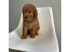 Mini Goldendoodle Boss