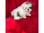 Shih Tzu Puppy for sale in Rock Hill, SC, USA