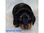 Dachshund Puppy for sale in Laveen, AZ, USA