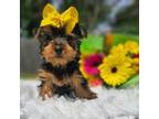 Yorkshire Terrier Puppy for sale in Indianapolis, IN, USA