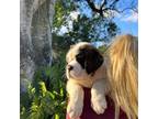 Saint Bernard Puppy for sale in Orlando, FL, USA