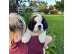 Saint Bernard Puppy for sale in Orlando, FL, USA