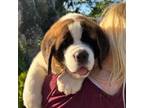 Saint Bernard Puppy for sale in Orlando, FL, USA