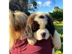 Saint Bernard Puppy for sale in Orlando, FL, USA